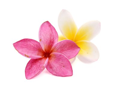 Beyaz ve pembe frangipani (plumeria) çiçek üzerinde beyaz ba izole
