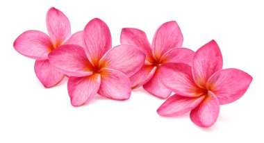 Tek kırmızı frangipani izole beyaz arka plan
