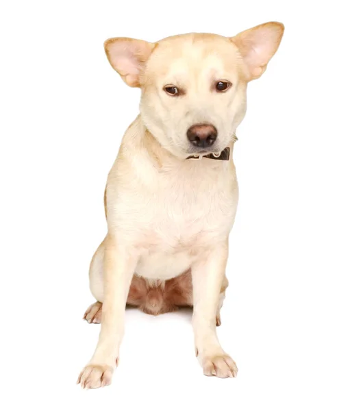 Bonito Branco Misto Pastor Raça Cão Para Lado Fundo Branco — Fotografia de Stock