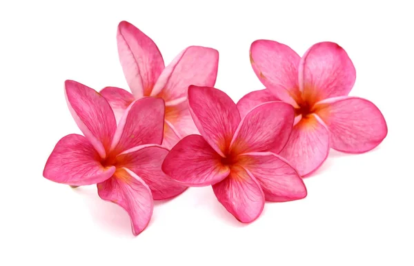 Roze Witte Frangipani Plumeria Tropische Bloemen Isoleren — Stockfoto