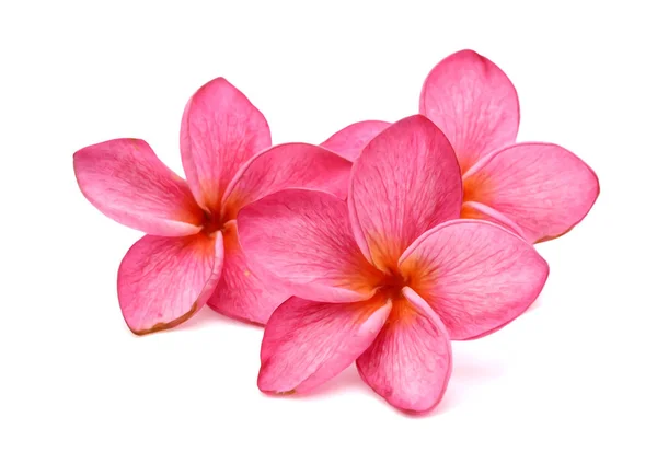 Pink Frangipani Blomma Isolerade Vit Bakgrund — Stockfoto