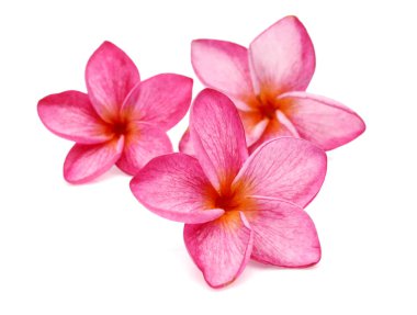 Plumeria beyaz zemin üzerine