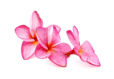 Beyaz arka plan üzerinde izole frangipani çiçekler