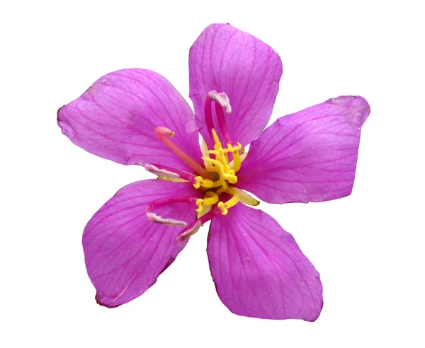 Hindistan Malabar Melastome Mavi Çiçeği — Stok fotoğraf