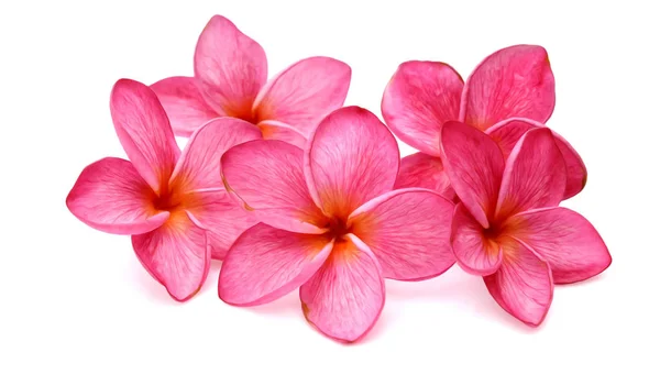 Izole Frangipani Plumeria Çiçek — Stok fotoğraf