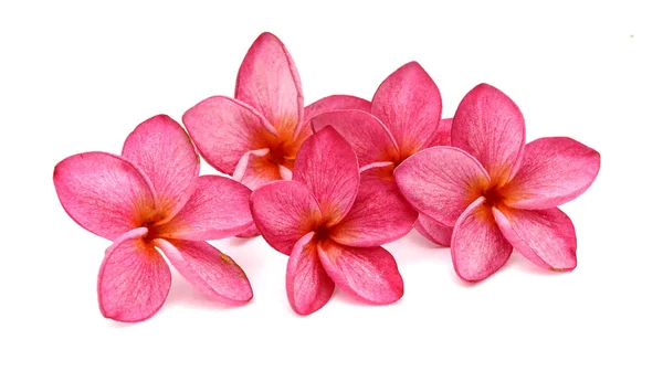 Flor Vermelha Frangipani Isolada Sobre Fundo Branco — Fotografia de Stock