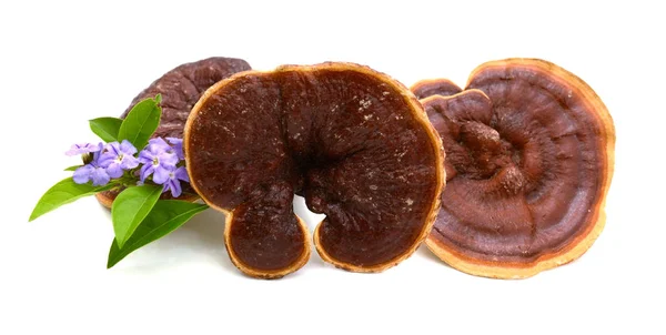 Ganoderma Lucidum Houba Izolované Bílém Pozadí — Stock fotografie