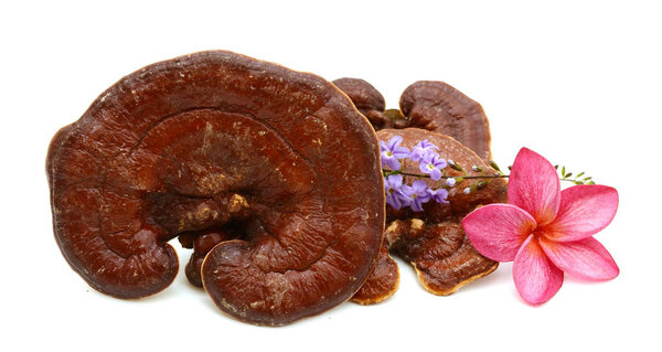 Ганодерма Lucidum изолированы на белом фоне