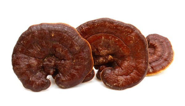 Ganoderma Lucidum isolated on white background