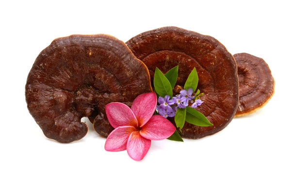 Ганодерма Lucidum изолированы на белом фоне