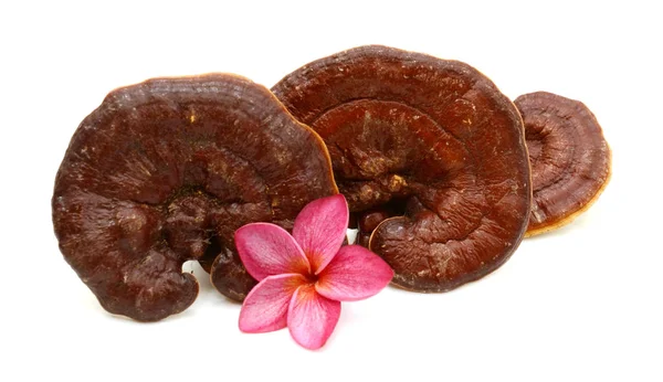 Ganoderma Lucidum Mushroom Bekend Als Ligzhi Reishi Geneeskrachtige Schimmel — Stockfoto