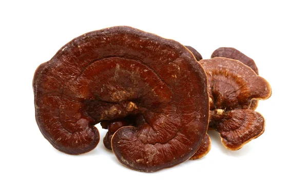Ganoderma Lucidum Mushroom Bekend Als Ligzhi Reishi Geneeskrachtige Schimmel — Stockfoto
