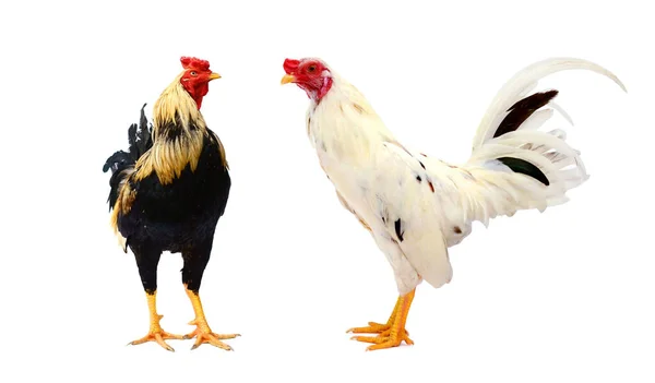 白を背景にしたベルギー産の国産鶏 ブレーキ ブレーキ — ストック写真