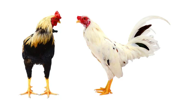 Brakel Braekel Domestic Chicken Belgian Breed Cock White Background — Stock Photo, Image