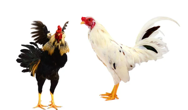 Brakel Braekel Domestic Chicken Belgian Breed Cock White Background — Stock Photo, Image