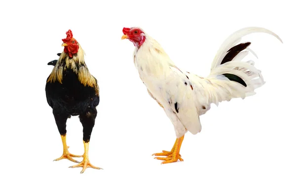 白に隔離されたベルギーの雄鶏の背面図 — ストック写真