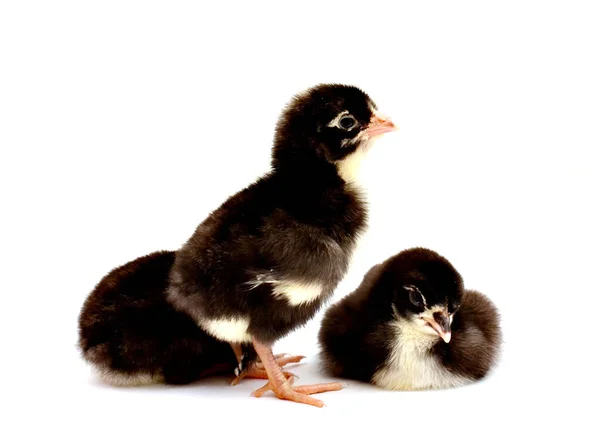 Chick White Background — Stock Photo, Image