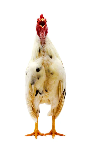 Leghorn Domestic Chicken Portrait Cockerel White Background — стокове фото