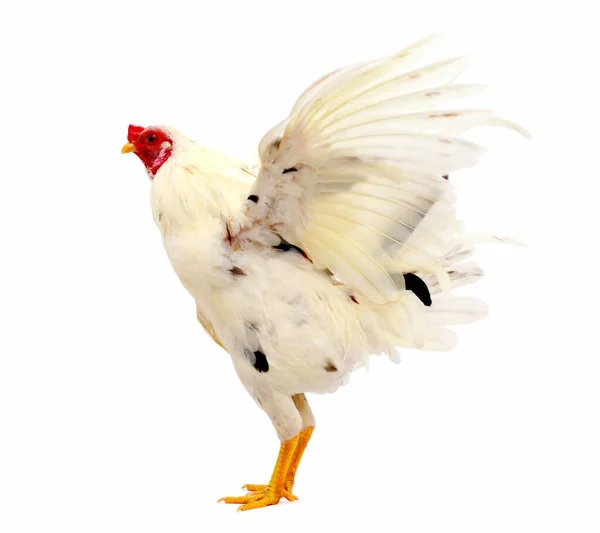 Leghorn Domestic Chicken Portrait Cockerel White Background — стокове фото