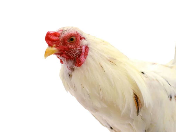 Kép Csirke Elszigetelt Fehér Háttérrel Háziállatok — Stock Fotó