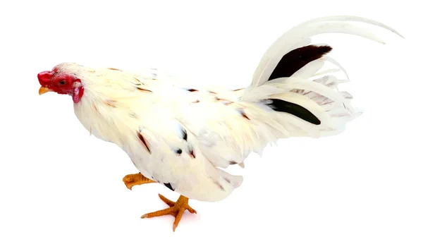 Obraz Kurczaka Izolowanego Białym Tle Zwierzęta Gospodarskie — Zdjęcie stockowe