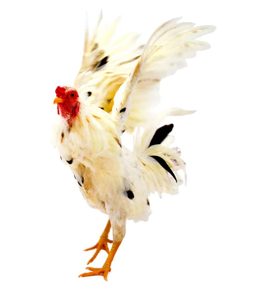 Rooster Isolated White — Stock Photo, Image