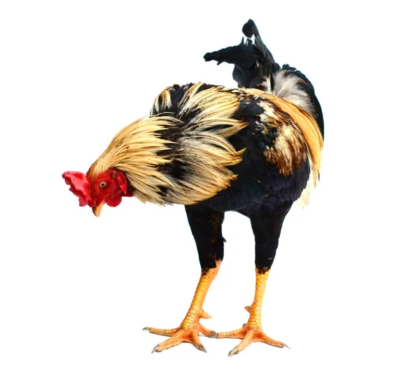 Rooster Mannelijke Kip Isoleren Witte Achtergrond Met Knippen — Stockfoto