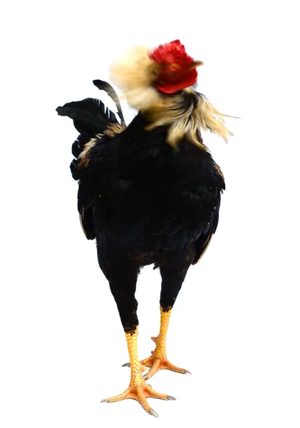 Rooster Male Chicken Isolate White Background Clipping — Stock Photo, Image