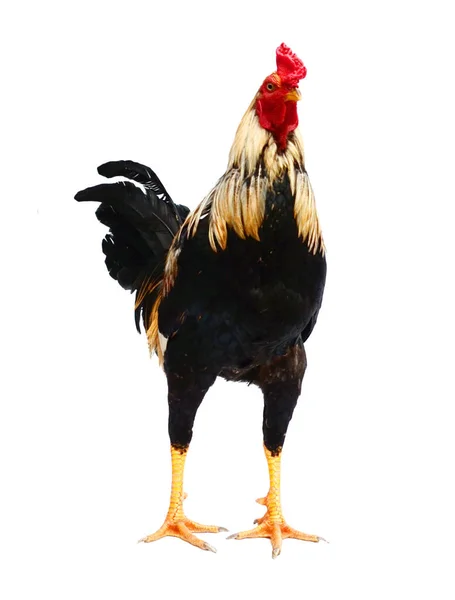 Thailandia Maschio Gallina Gallo Isolato — Foto Stock