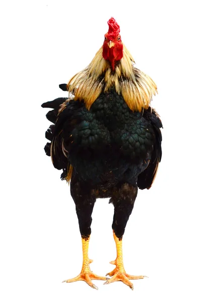 Thailand Male Chicken Rooster Isolated — Stock Photo, Image