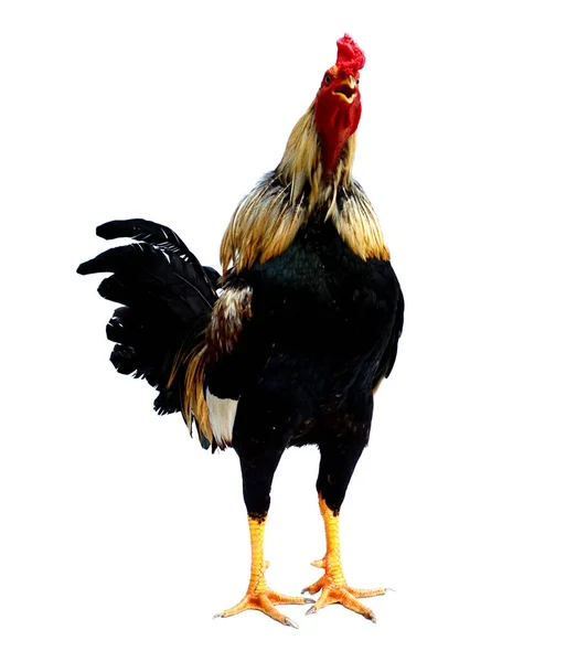 Rooster Pui Sex Masculin Izolați Fundalul Alb Tăierea — Fotografie, imagine de stoc