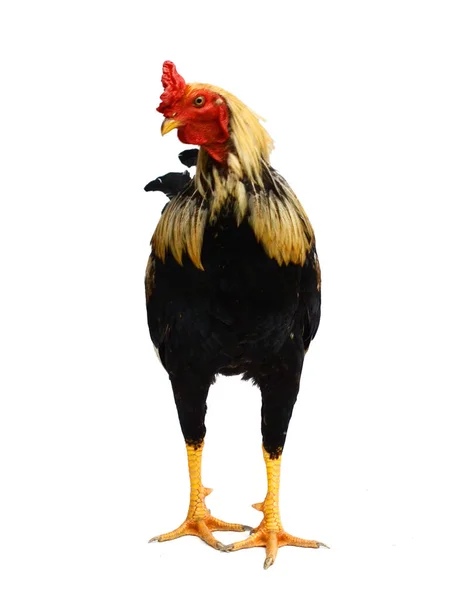 Rooster Male Chicken Isolate White Background Clipping — Stock Photo, Image