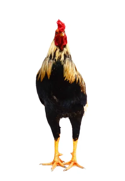 Chicken bantam, Rooster isolated on white. with clipping paths