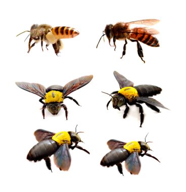 Latin Apis Mellifera 'da arı ya da bal arısı