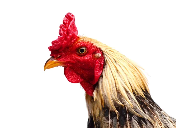 Csirke Elszigetelt Fehér Háttér — Stock Fotó