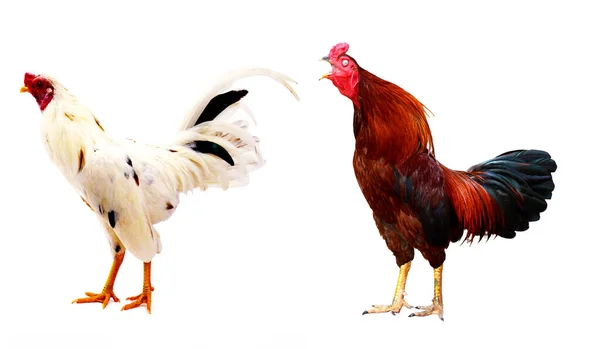 Rooster White Background — Stock Photo, Image