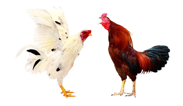 Цыпленок Красочный Петух Изолирован Белом Фоне — стоковое фото