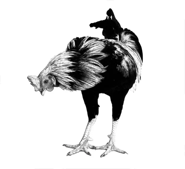 Ilustración Del Gallo Cantor —  Fotos de Stock