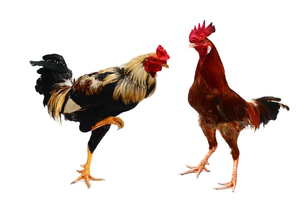 Beyaz Arkaplanda Izole Edilmiş Tavuk Resmi — Stok fotoğraf