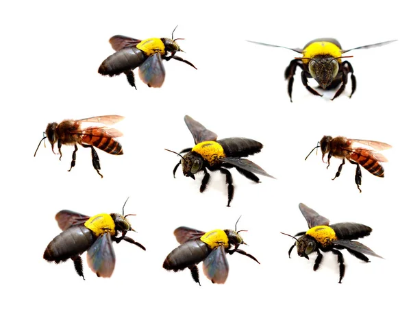 Detail Der Biene Oder Honigbiene Lateinisch Apis Mellifera Europäische Oder — Stockfoto