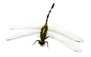 Yusufçuk beyaz bir arkaplanda izole edilmiş.