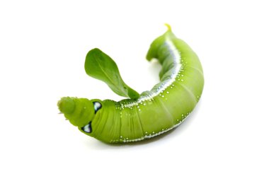 Yeşil solucan tırtılları beyaz arka planda izole edilmiş hayvanlar.