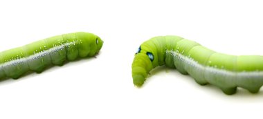 Beyaz arka planda yeşil tırtıl izole edilmiş. 