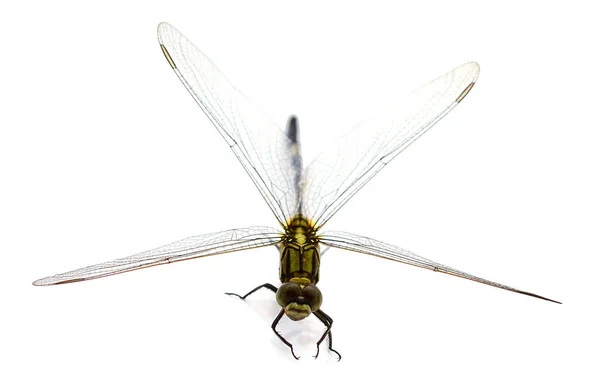 Dragonfly Macro Isolated White Background — Stock Photo, Image