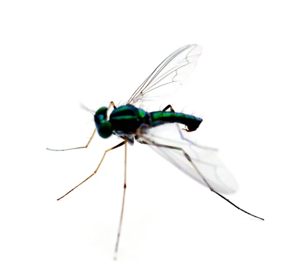 Masculino Banded Demoiselle Calopteryx Splendens Frente Fundo Branco — Fotografia de Stock