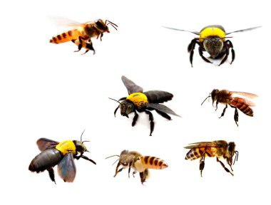 Arı ya da bal arısı detayı, Apis Mellifera