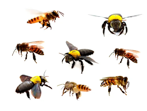 Λεπτομέρεια Μέλισσας Μέλισσας Apis Mellifera — Φωτογραφία Αρχείου