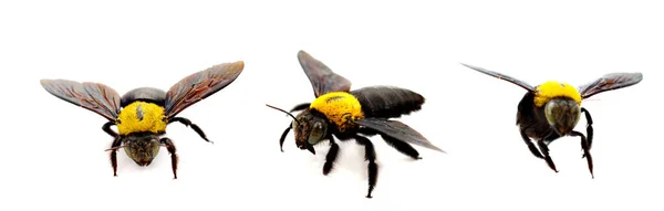 Изображение Пчел Белом Фоне Пчела Спине Летит Другие Детали Макрофотография — стоковое фото