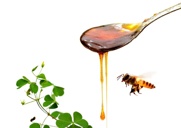 蜂蜜は黒を背景にスプーンの上を流れる — ストック写真