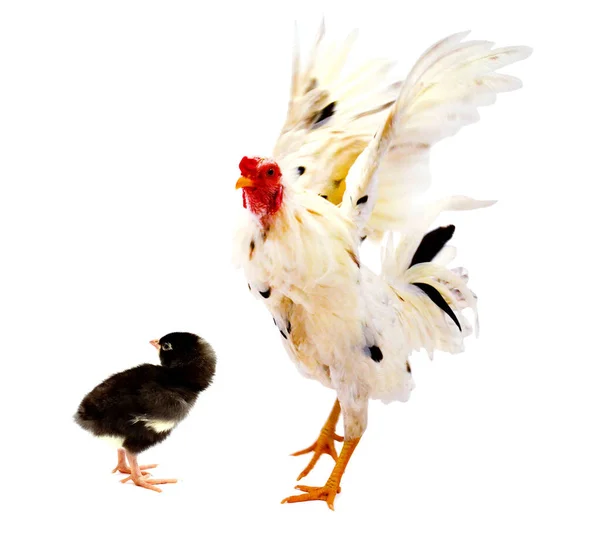 Chicken Bantam Rooster Isolated White Clipping Paths — Stock Photo, Image